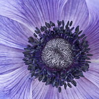 Buy canvas prints of blue anemone by Jo Beerens