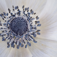 Buy canvas prints of anemone by Jo Beerens