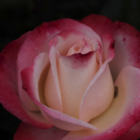 Buy canvas prints of pink white rose by Jo Beerens