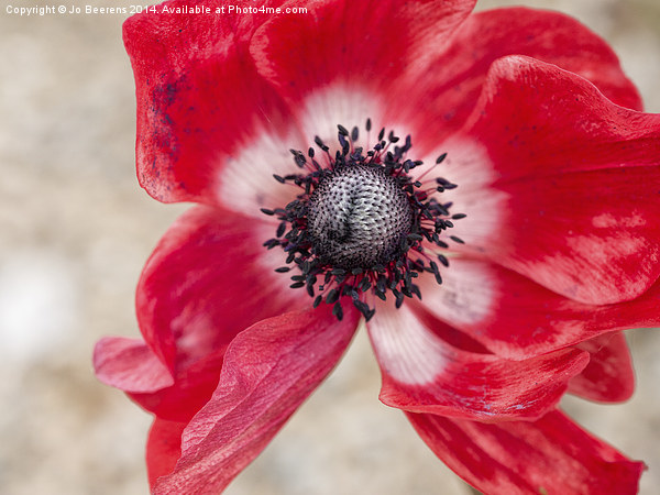 red anemone Picture Board by Jo Beerens
