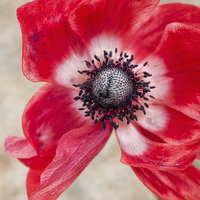 Buy canvas prints of red anemone by Jo Beerens