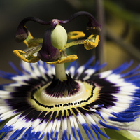Buy canvas prints of passion flower. by Jo Beerens