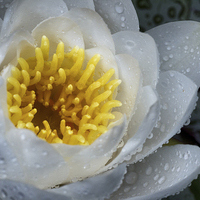 Buy canvas prints of white water lily by Jo Beerens