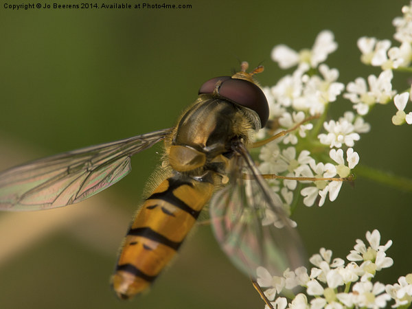 hoverfly Picture Board by Jo Beerens
