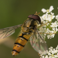 Buy canvas prints of hoverfly by Jo Beerens