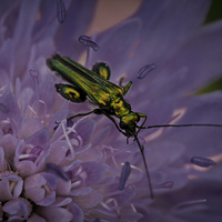 Buy canvas prints of green bug by Jo Beerens