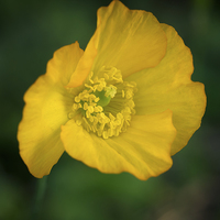 Buy canvas prints of iceland poppy by Jo Beerens