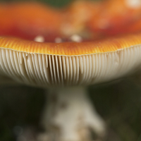 Buy canvas prints of fly agaric by Jo Beerens