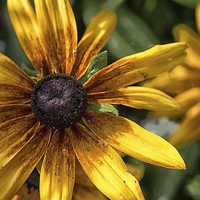 Buy canvas prints of decaying rudbeckia  by Jo Beerens