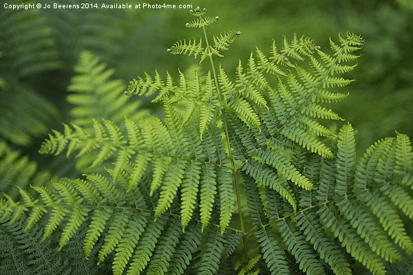 green toned fern Picture Board by Jo Beerens