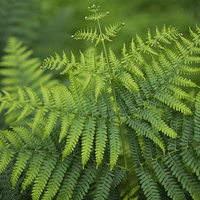 Buy canvas prints of green toned fern by Jo Beerens