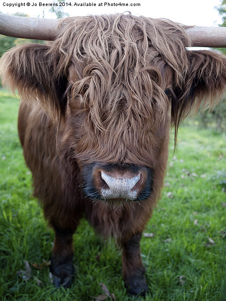 highland cow Picture Board by Jo Beerens