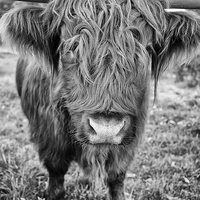 Buy canvas prints of highland cow by Jo Beerens