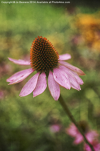 cone flower Picture Board by Jo Beerens