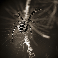 Buy canvas prints of spider in waiting by Jo Beerens
