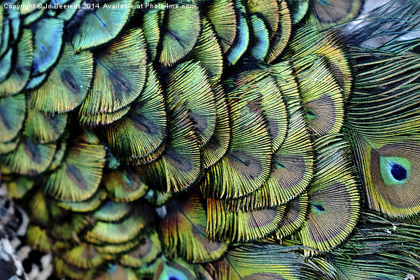 peacock pattern Picture Board by Jo Beerens