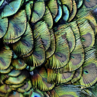 Buy canvas prints of peacock pattern by Jo Beerens