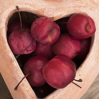 Buy canvas prints of apple heart by Jo Beerens