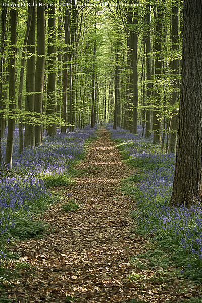 bluebell forest path Picture Board by Jo Beerens