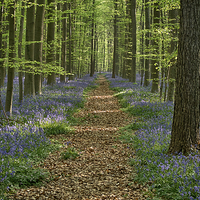 Buy canvas prints of bluebell forest path by Jo Beerens