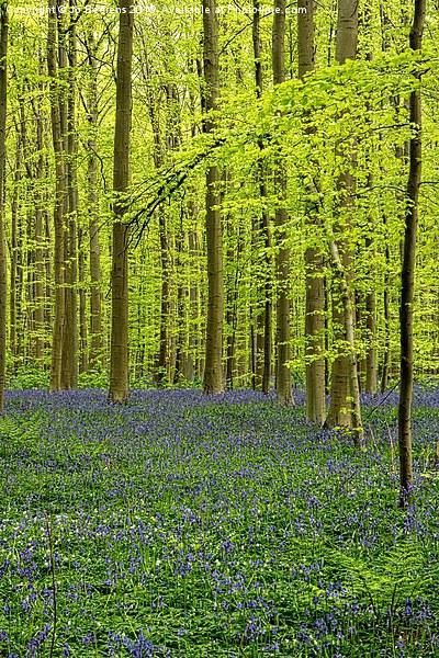 bluebell forest Picture Board by Jo Beerens