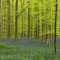 Buy canvas prints of bluebell forest by Jo Beerens