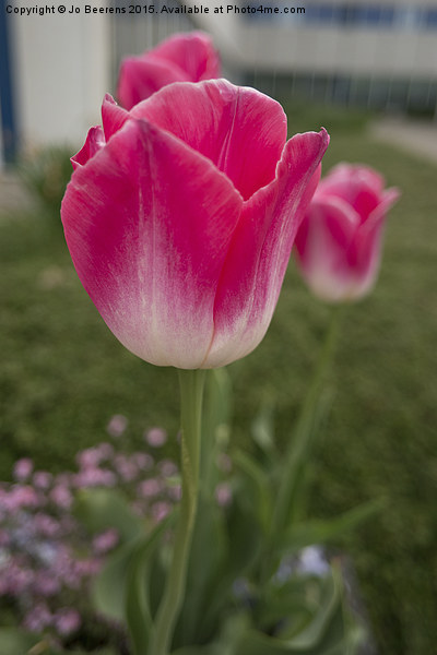 pink tulips Picture Board by Jo Beerens