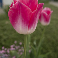 Buy canvas prints of pink tulips by Jo Beerens