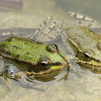 Buy canvas prints of  two frogs by Jo Beerens