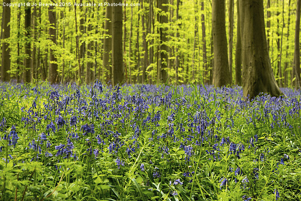 bluebell wood Picture Board by Jo Beerens