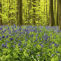 Buy canvas prints of bluebell wood by Jo Beerens
