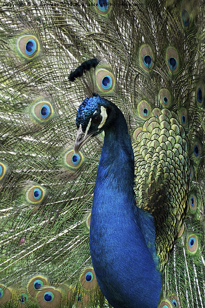 peacock display Picture Board by Jo Beerens