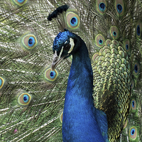 Buy canvas prints of peacock display by Jo Beerens