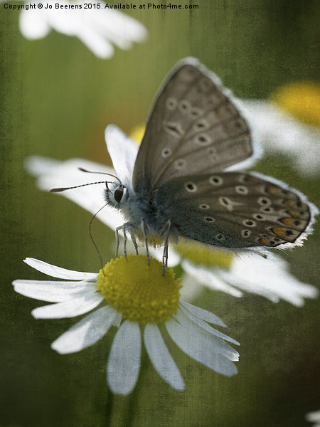 blue butterfly Picture Board by Jo Beerens
