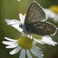 Buy canvas prints of blue butterfly by Jo Beerens