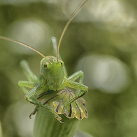 Buy canvas prints of grass hopper by Jo Beerens