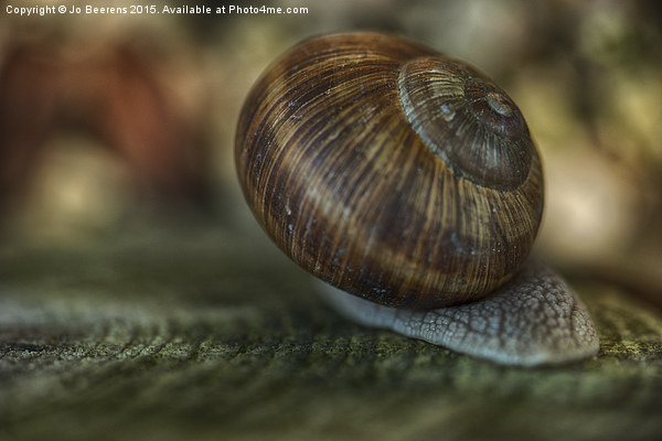 Burgundy snail glide past Picture Board by Jo Beerens