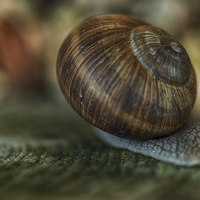Buy canvas prints of Burgundy snail glide past by Jo Beerens