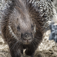 Buy canvas prints of Indian crested porcupine by Jo Beerens