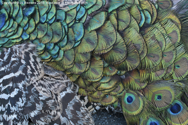 peacock pattern Picture Board by Jo Beerens