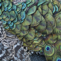 Buy canvas prints of peacock pattern by Jo Beerens