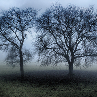 Buy canvas prints of trees in the mist by Jo Beerens