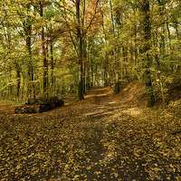 Buy canvas prints of autumn woods by Jo Beerens
