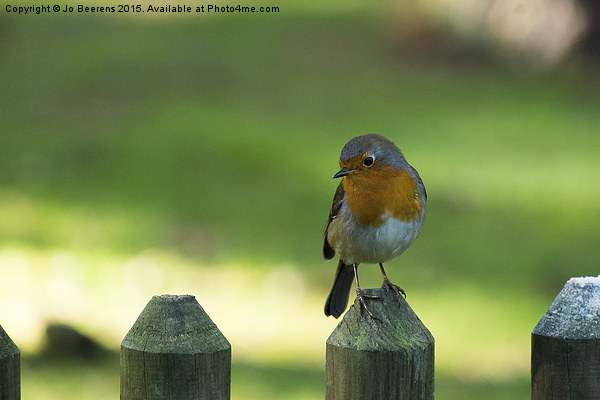 robin on a fence Picture Board by Jo Beerens