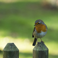 Buy canvas prints of robin on a fence by Jo Beerens
