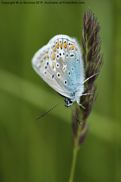 blue butterfly on grass Picture Board by Jo Beerens