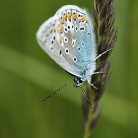 Buy canvas prints of blue butterfly on grass by Jo Beerens