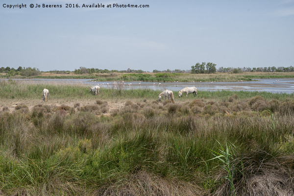 camargue horses Picture Board by Jo Beerens