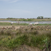 Buy canvas prints of camargue horses by Jo Beerens