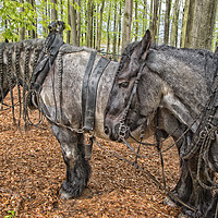 Buy canvas prints of Belgian work horses by Jo Beerens